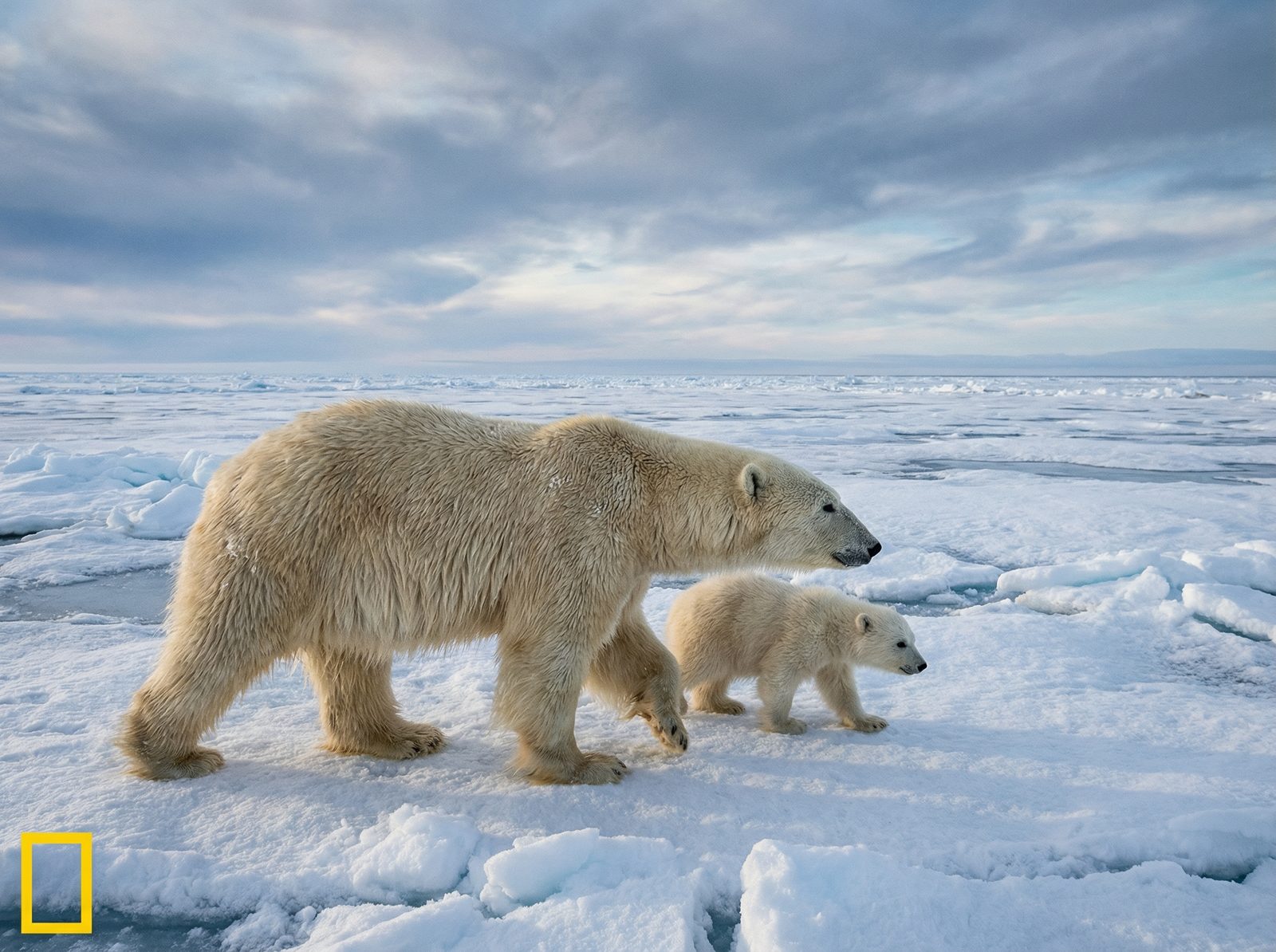 海角网北极熊视频社区